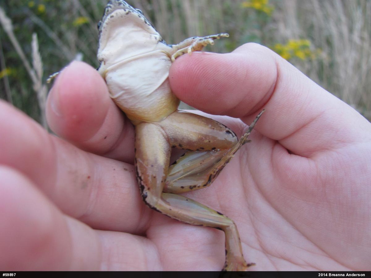 True Frogs