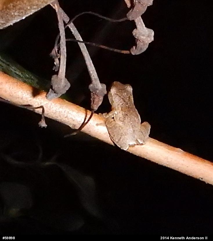 Spring Peeper