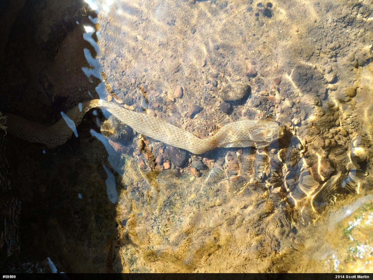 Queensnake