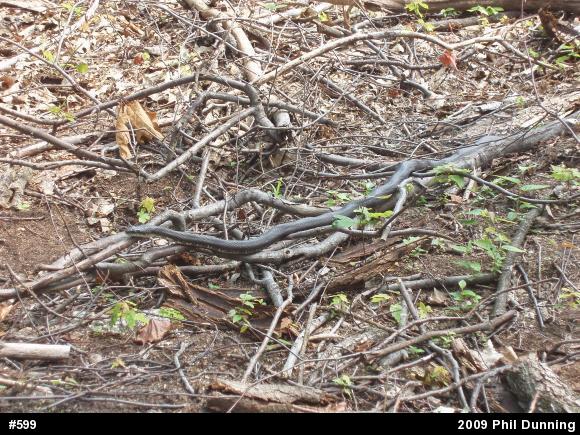 Eastern Ratsnake