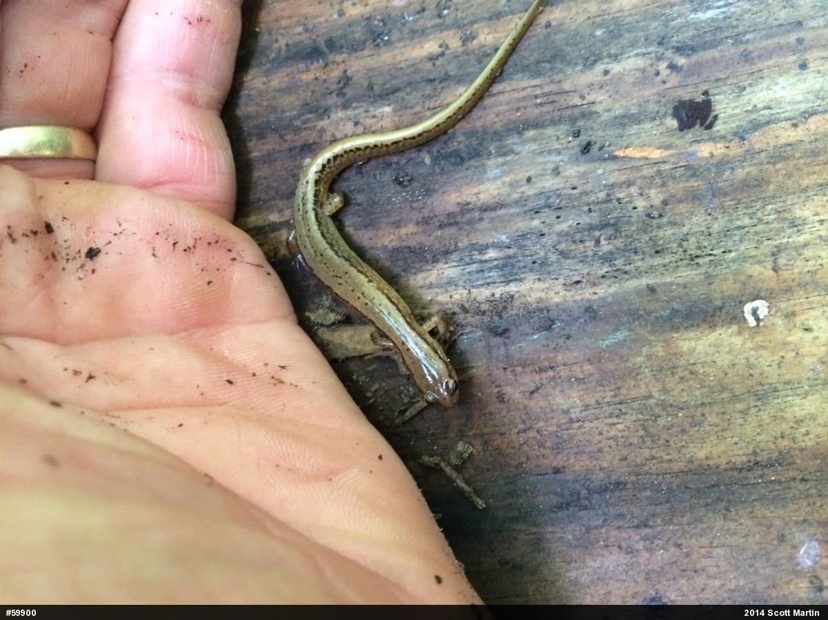 Northern Two-lined Salamander