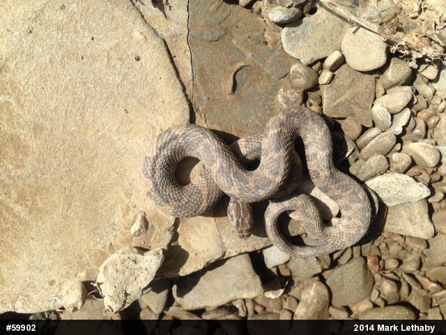 Northern Watersnake