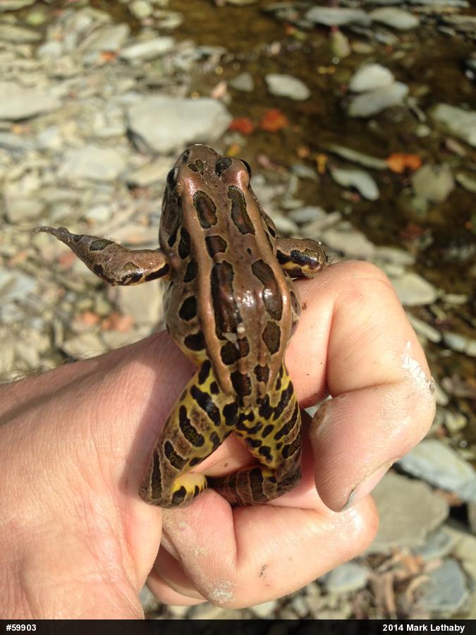 Pickerel Frog