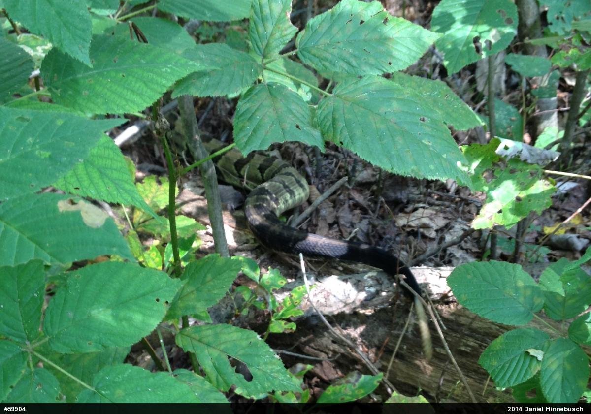 Timber Rattlesnake