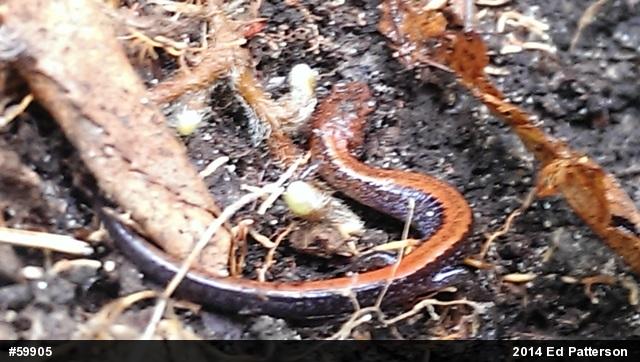 Eastern Red-backed  Salamander