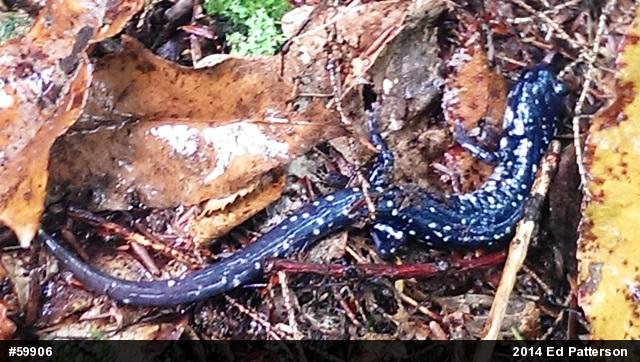 Northern Slimy Salamander