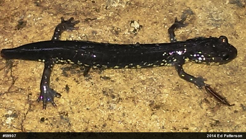 Wehrle's Salamander