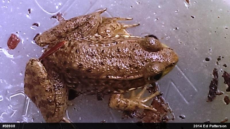 Green Frog