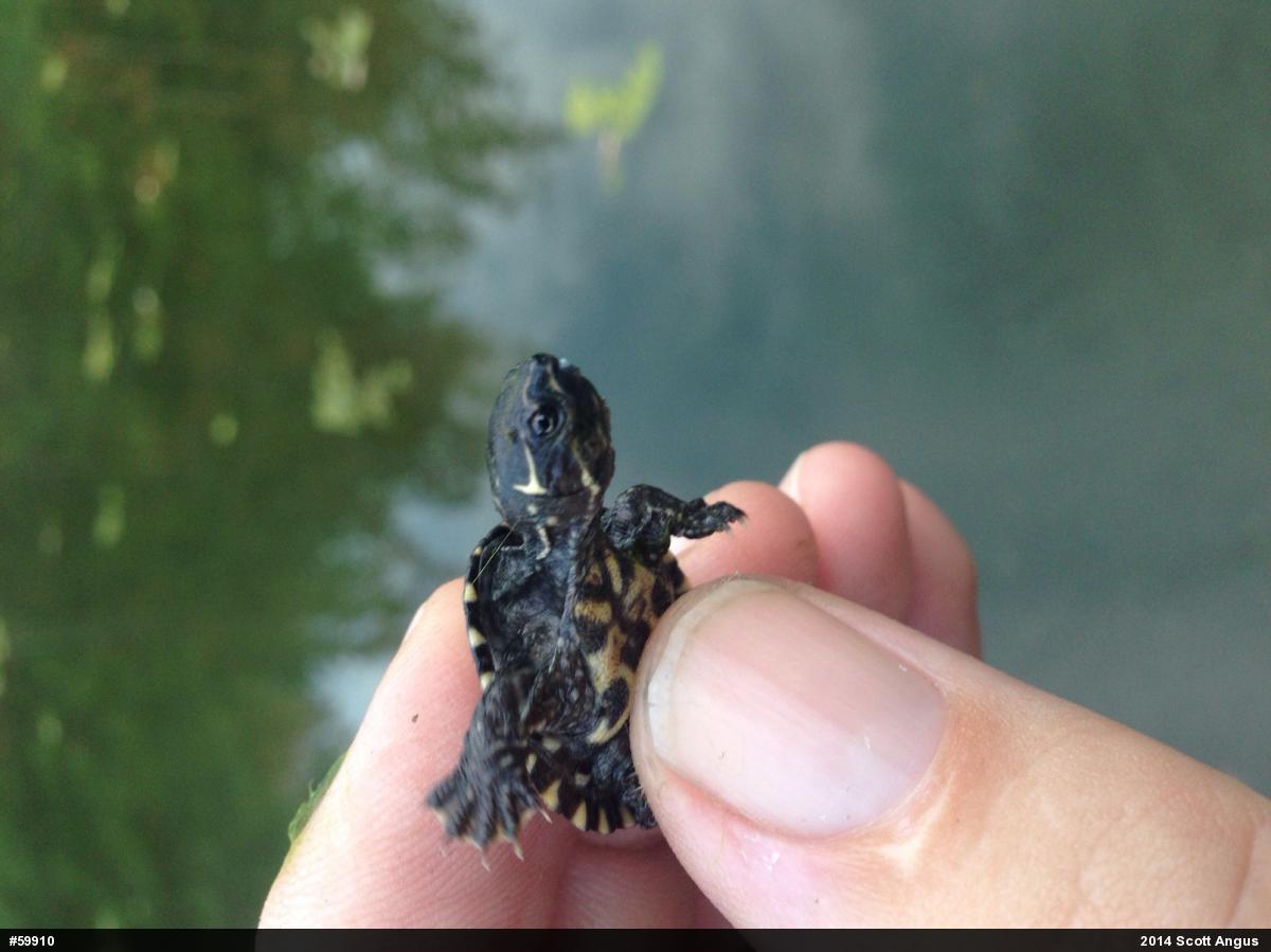 Eastern Musk Turtle
