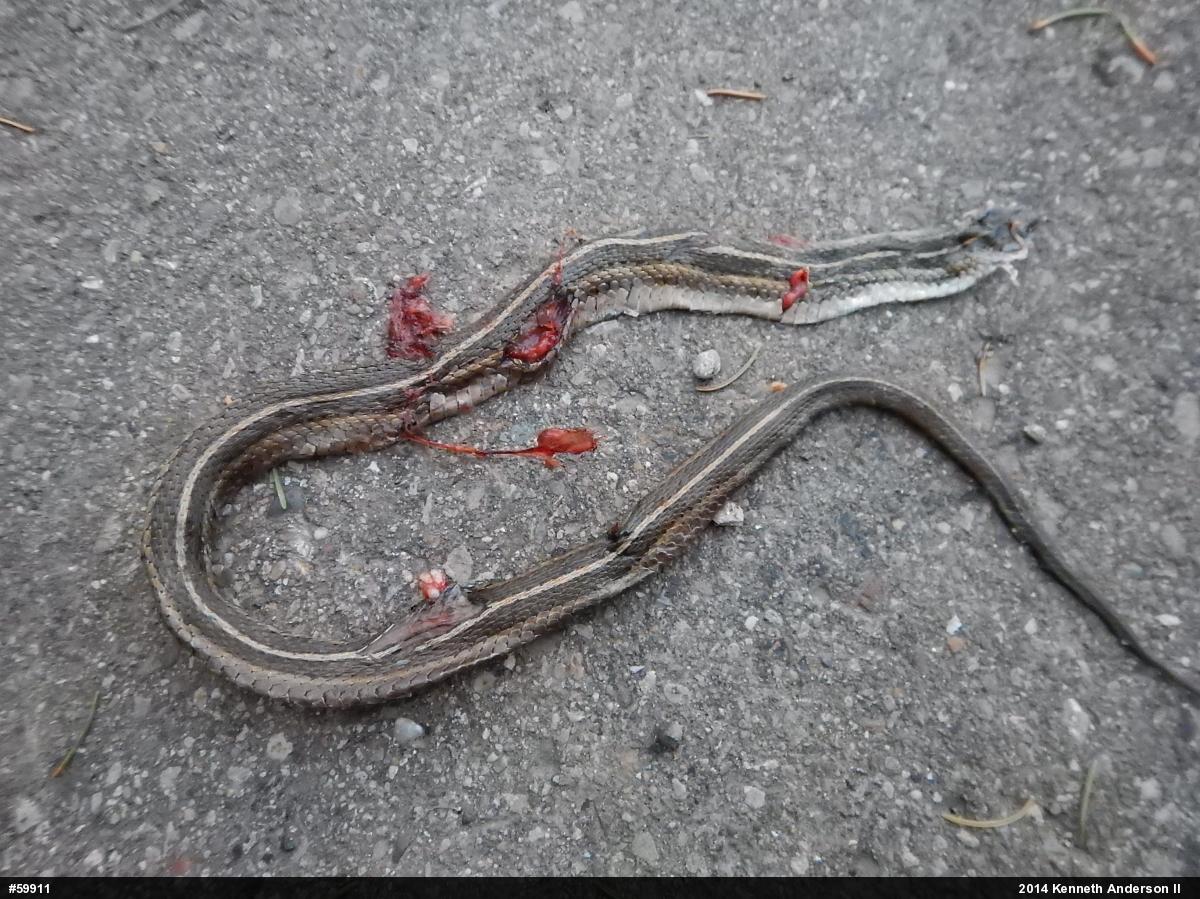 Shorthead Gartersnake