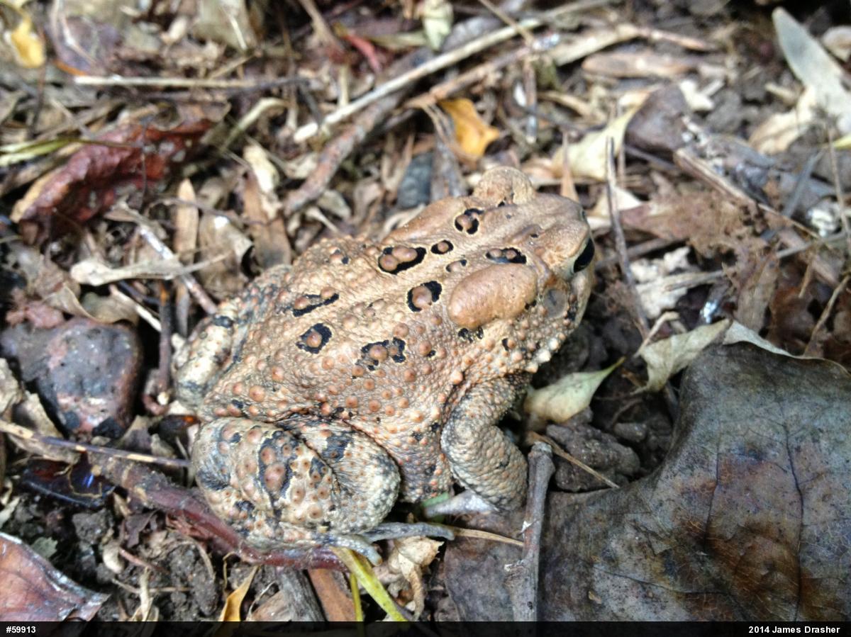 Eastern American Toad