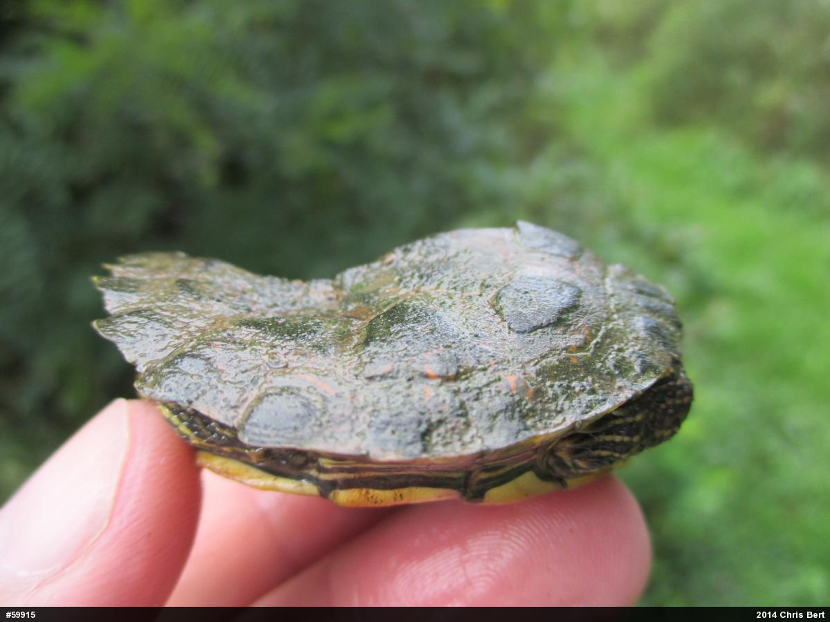 Northern Map Turtle