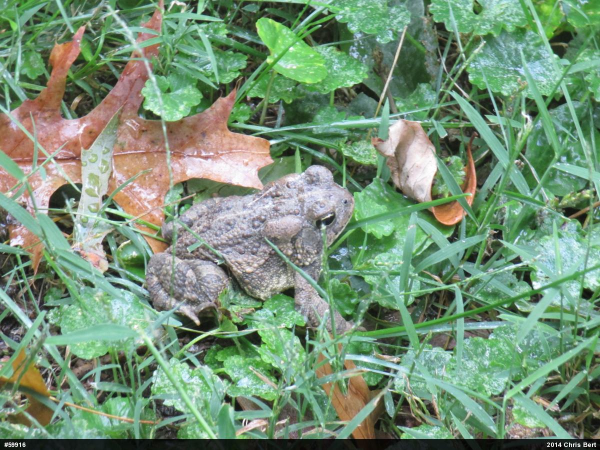 Fowler's Toad