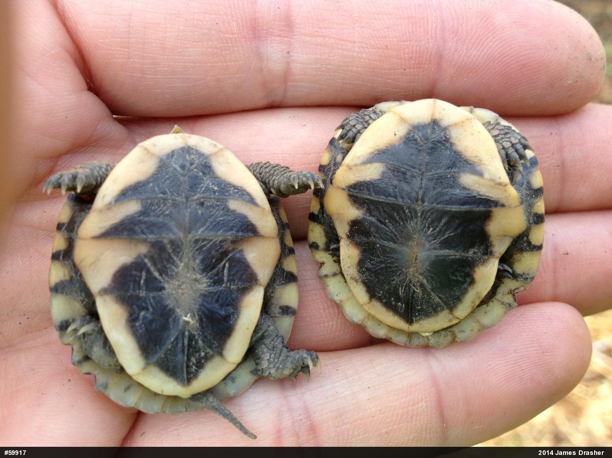 Eastern Box Turtle