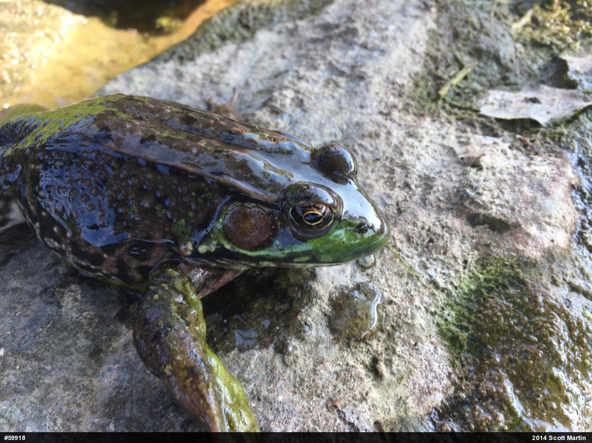 Green Frog