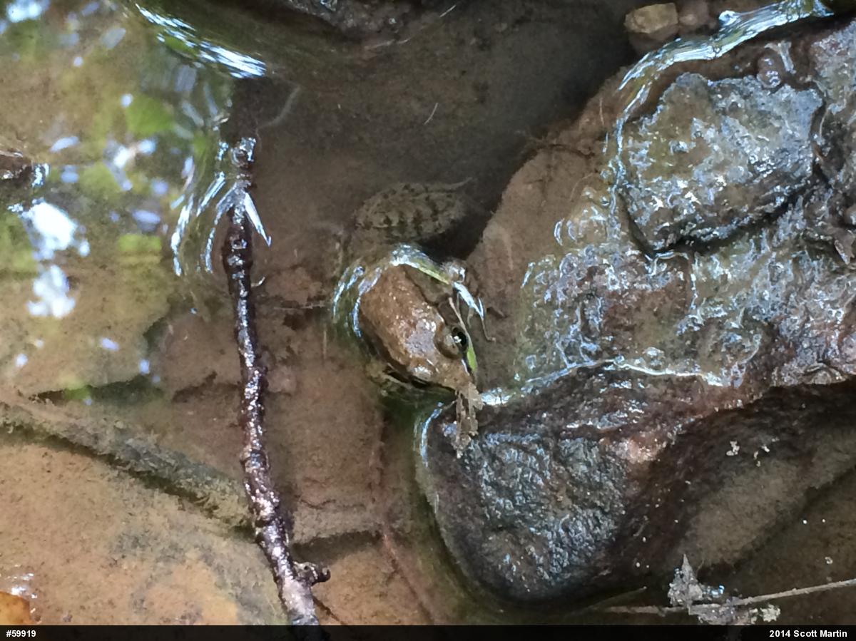 Green Frog