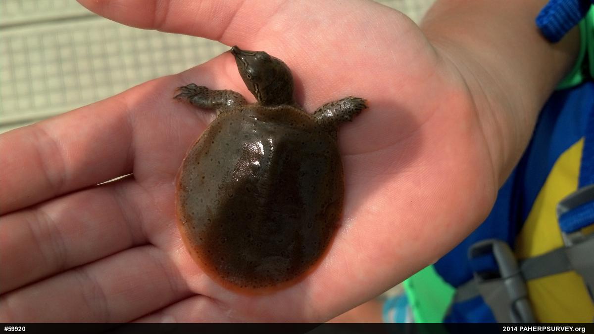 Eastern Spiny Softshell