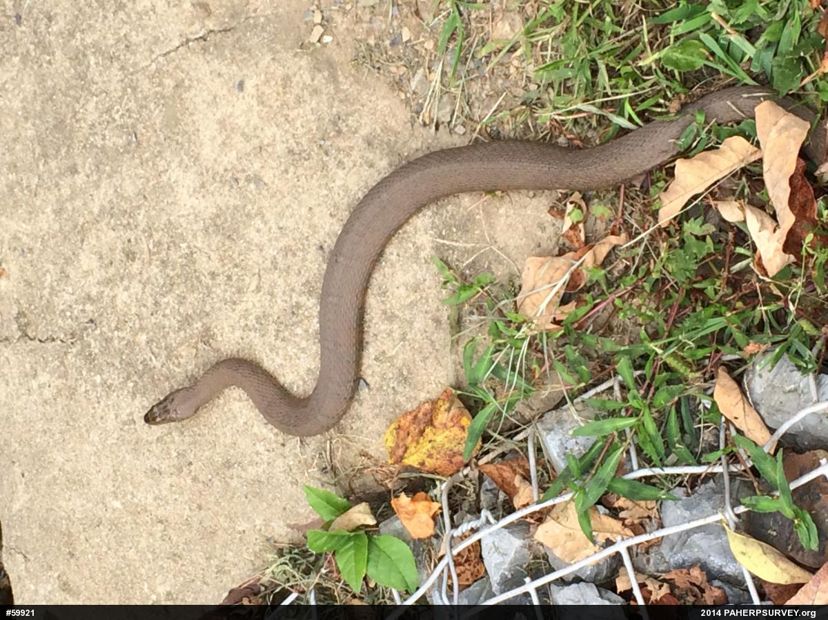 Northern Watersnake