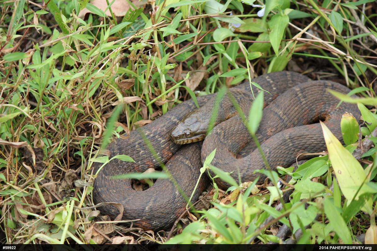 Northern Watersnake
