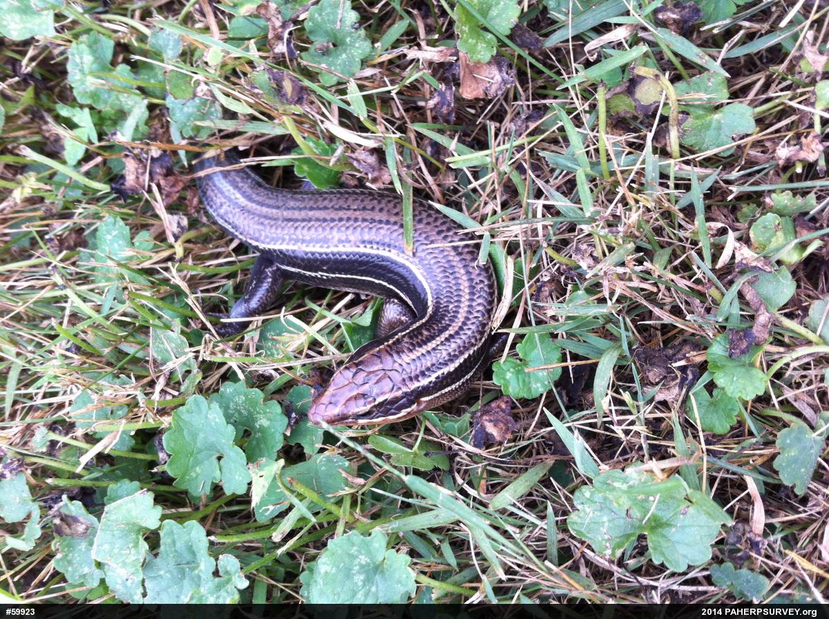 Broad-headed Skink