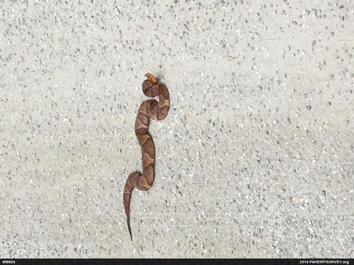 Northern Copperhead