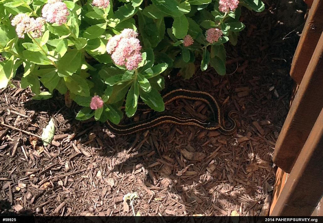 Eastern Gartersnake