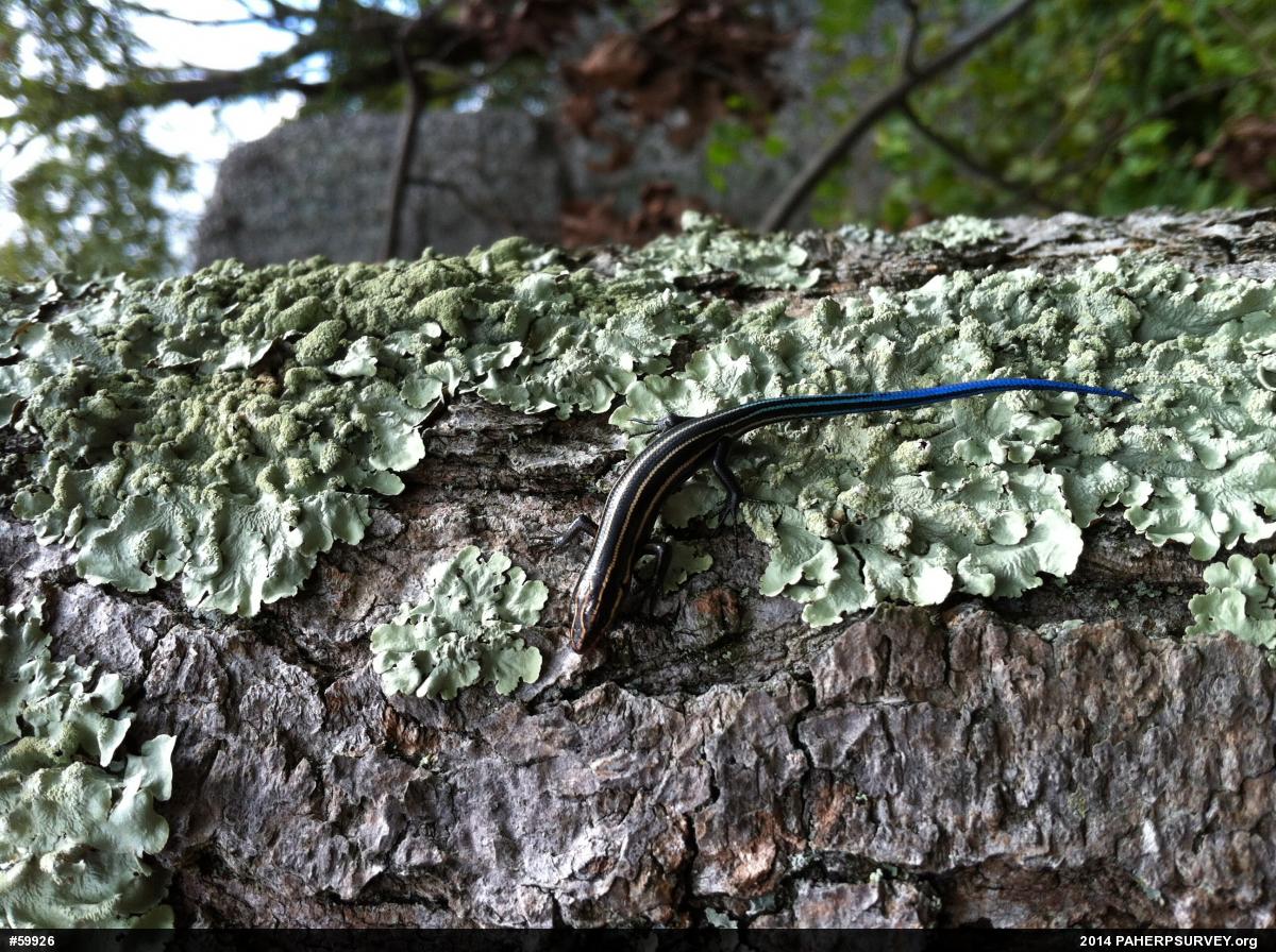 Common Five-lined Skink