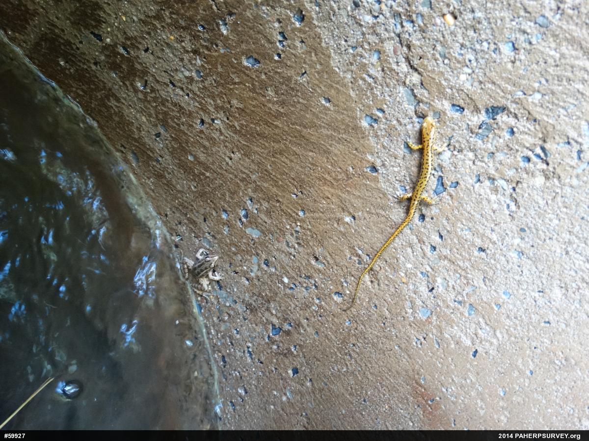 Eastern Long-tailed Salamander