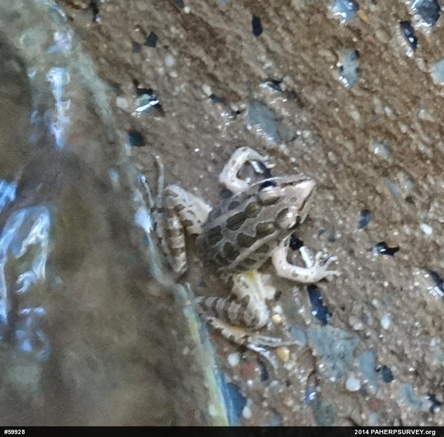Pickerel Frog