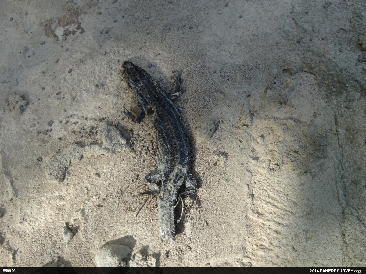 Common Five-lined Skink