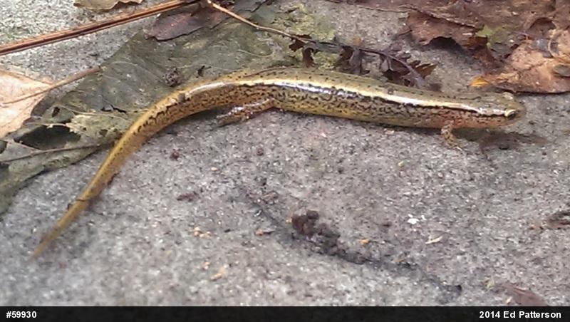 Northern Two-lined Salamander