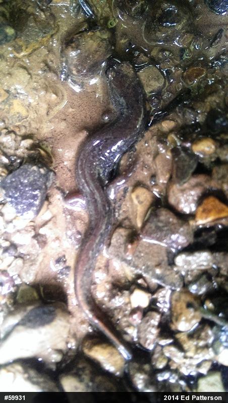 Northern Dusky Salamander