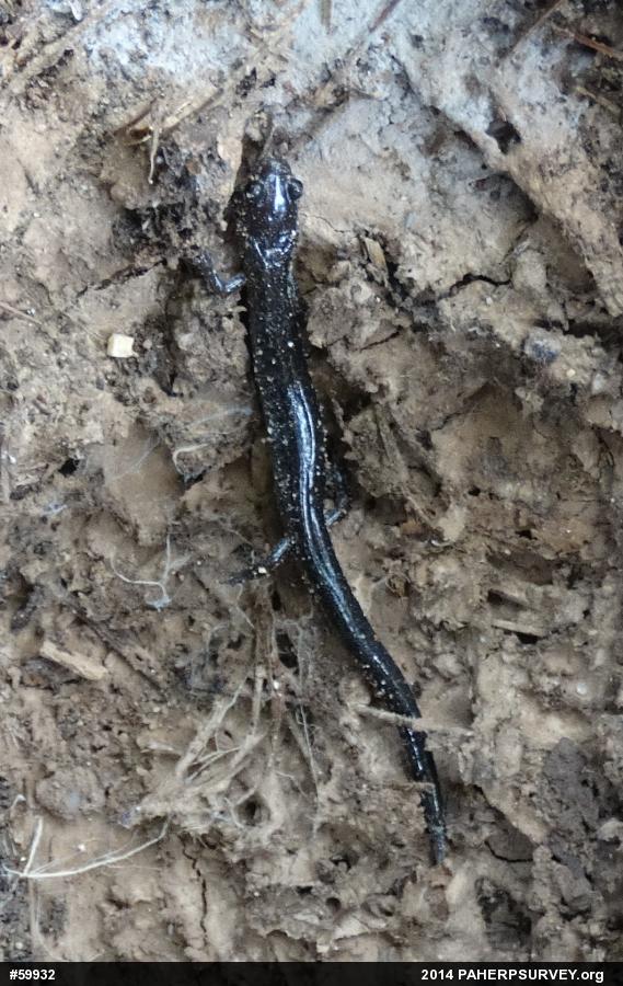 Eastern Red-backed  Salamander
