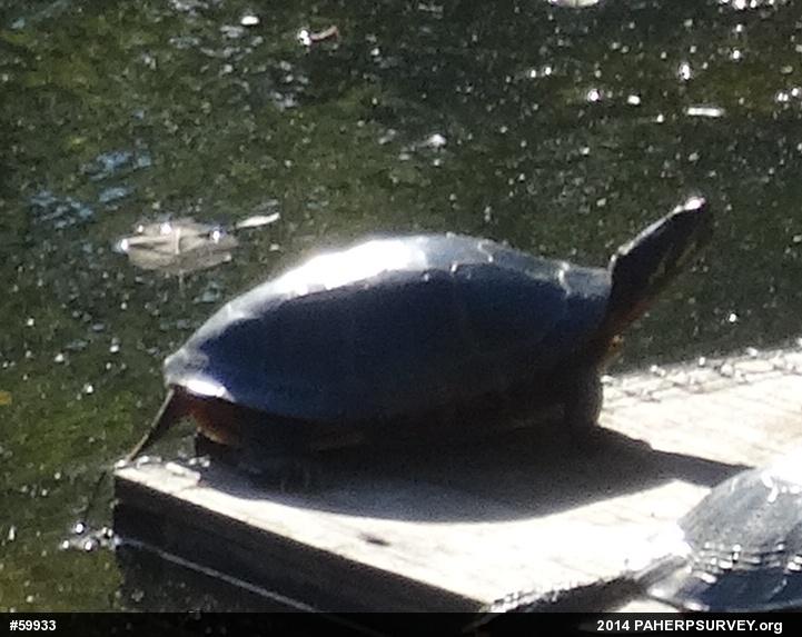 Midland Painted Turtle