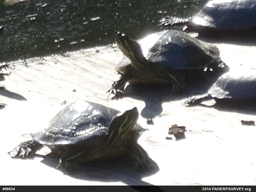 Red-eared Slider