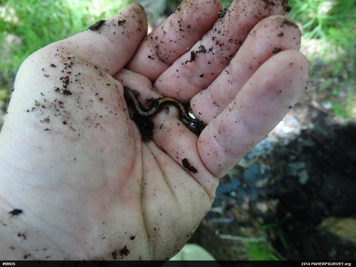 Eastern Red-backed  Salamander