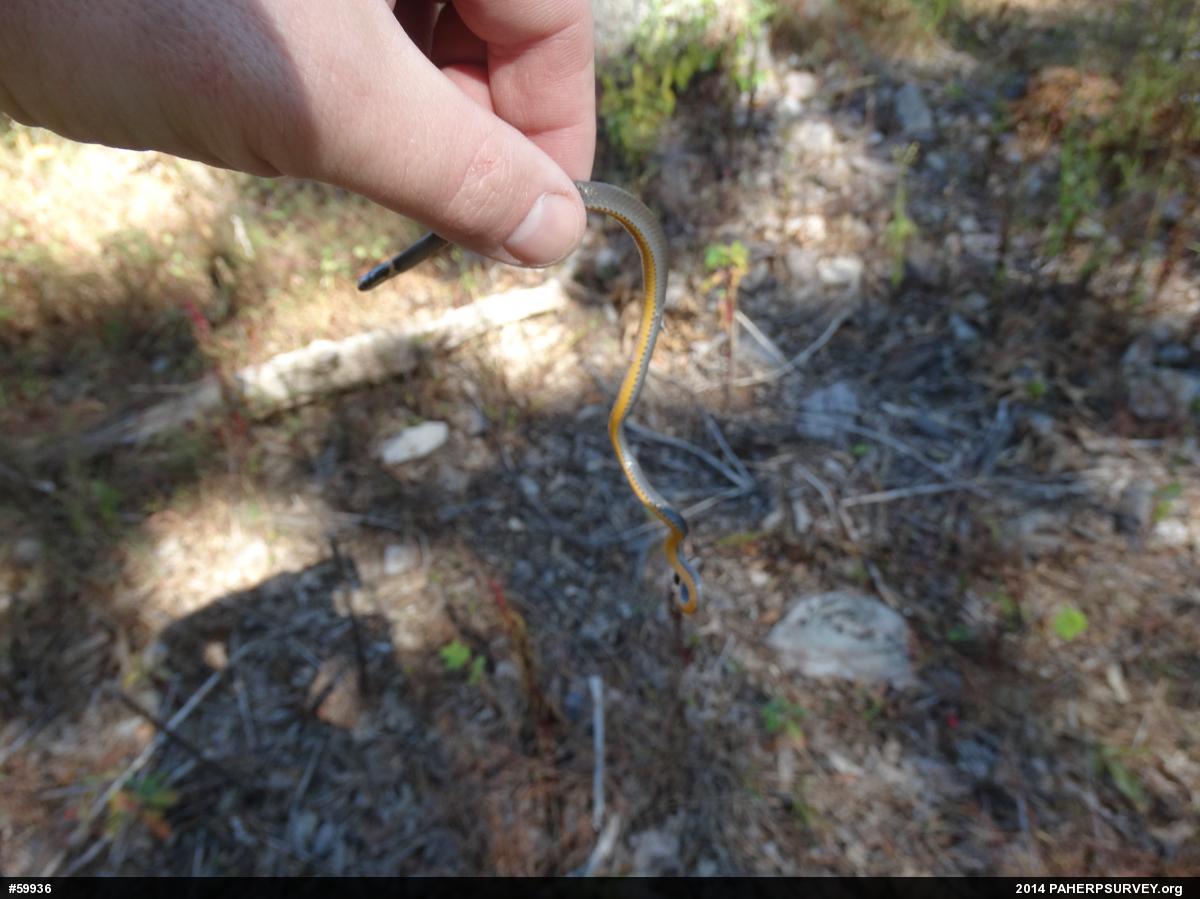 Northern Ring-necked Snake