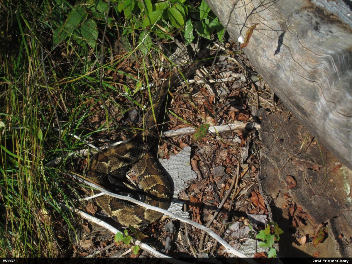 Timber Rattlesnake