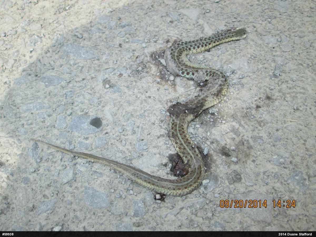 Eastern Gartersnake