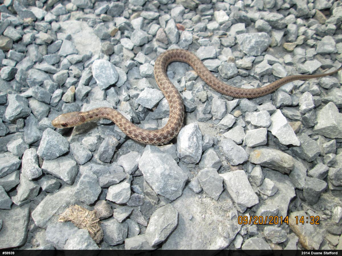 Eastern Gartersnake