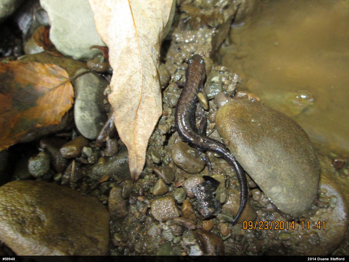 Allegheny Mountain Dusky Salamander