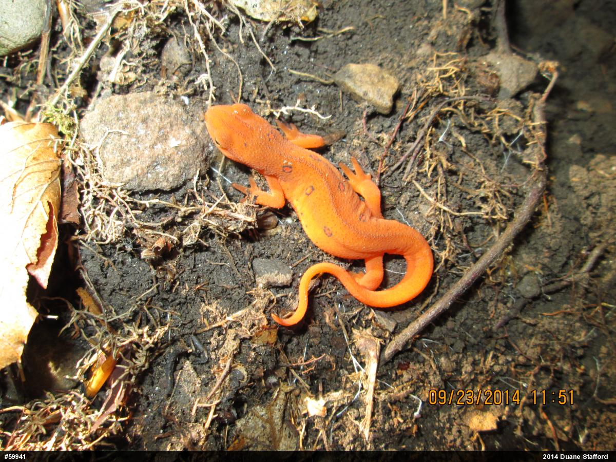 Red-spotted Newt