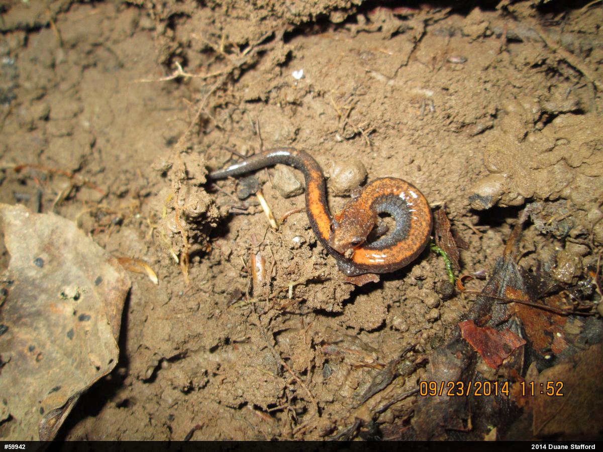 Eastern Red-backed  Salamander