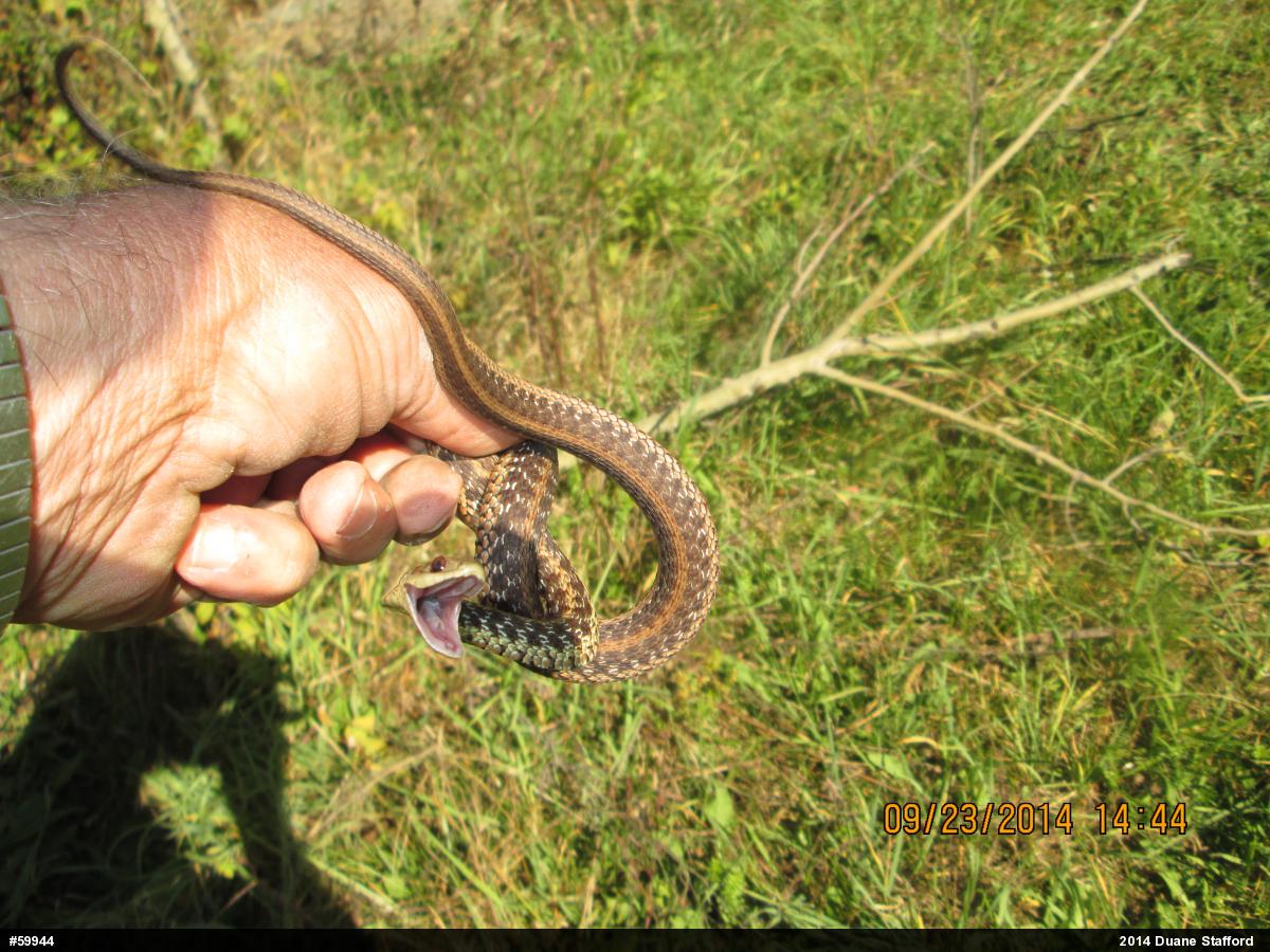 Eastern Gartersnake