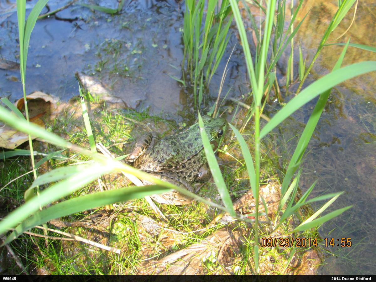 Green Frog