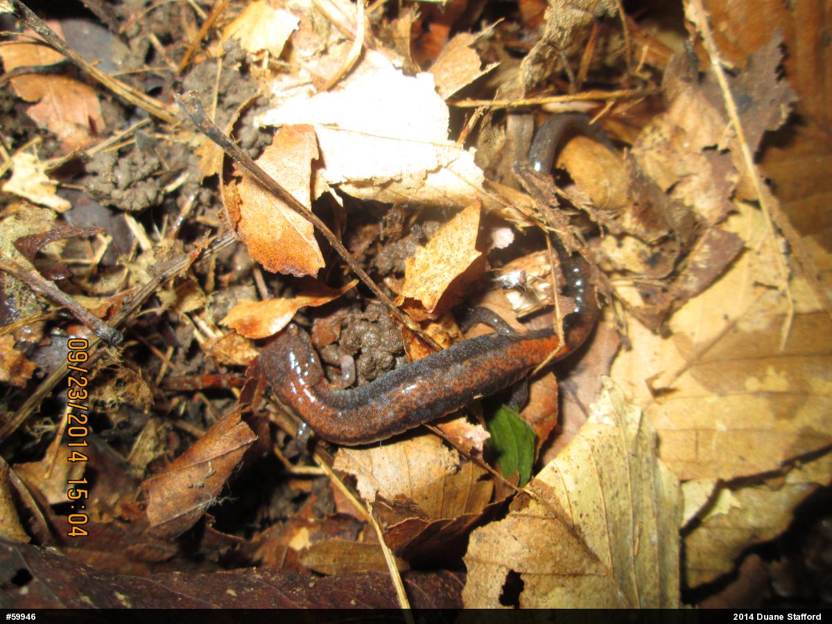 Eastern Red-backed  Salamander