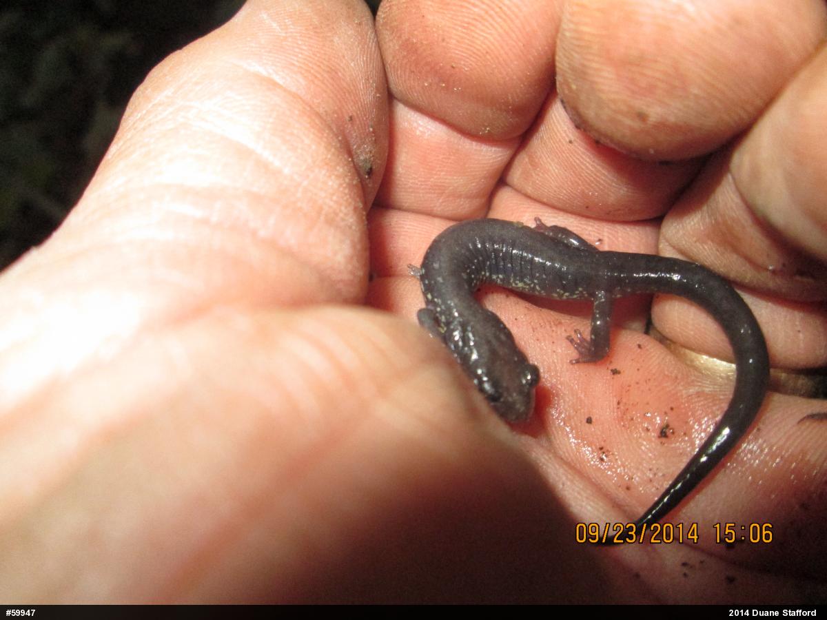 Wehrle's Salamander