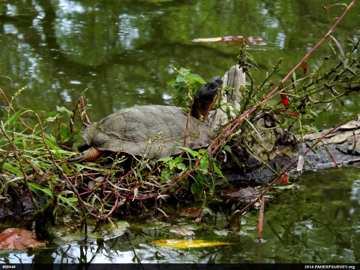 Wood Turtle