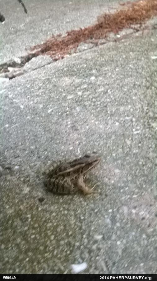 Pickerel Frog