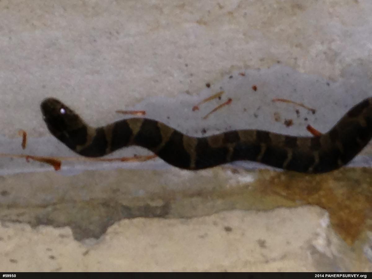 Northern Watersnake